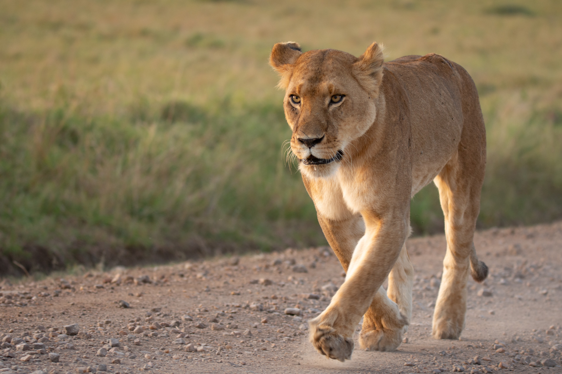 lioness walking