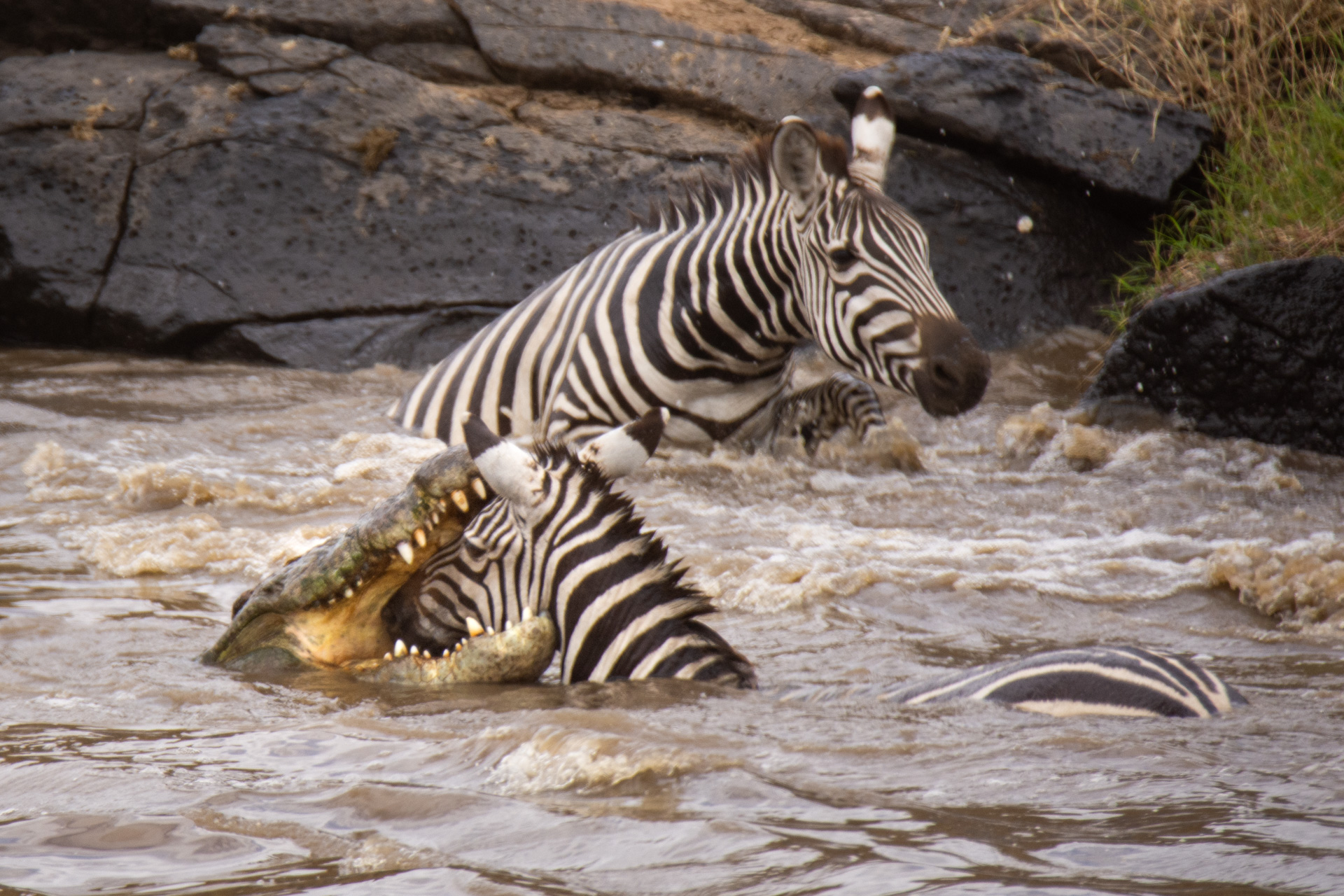 Croc and zebra