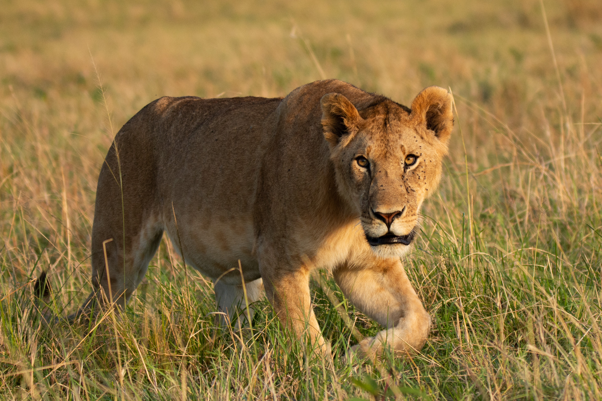 lioness walking in the grass