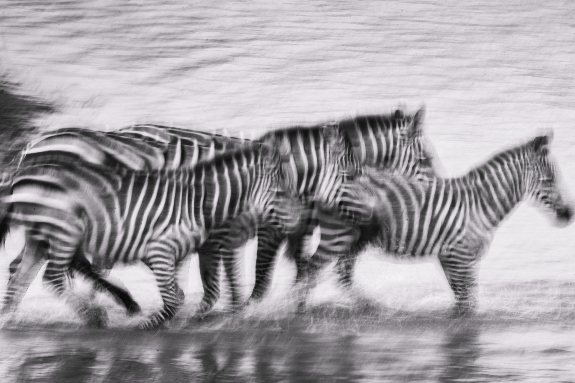 Zebra blur