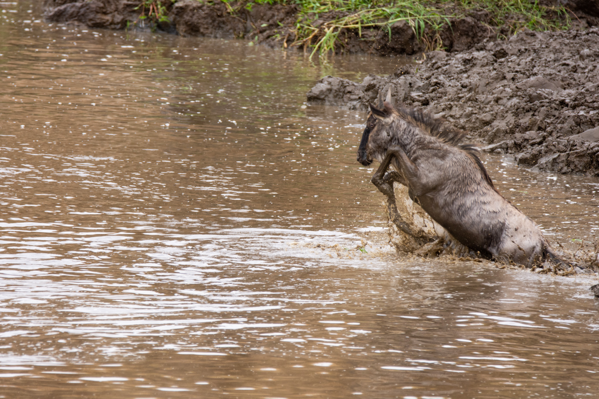 Wilde croc