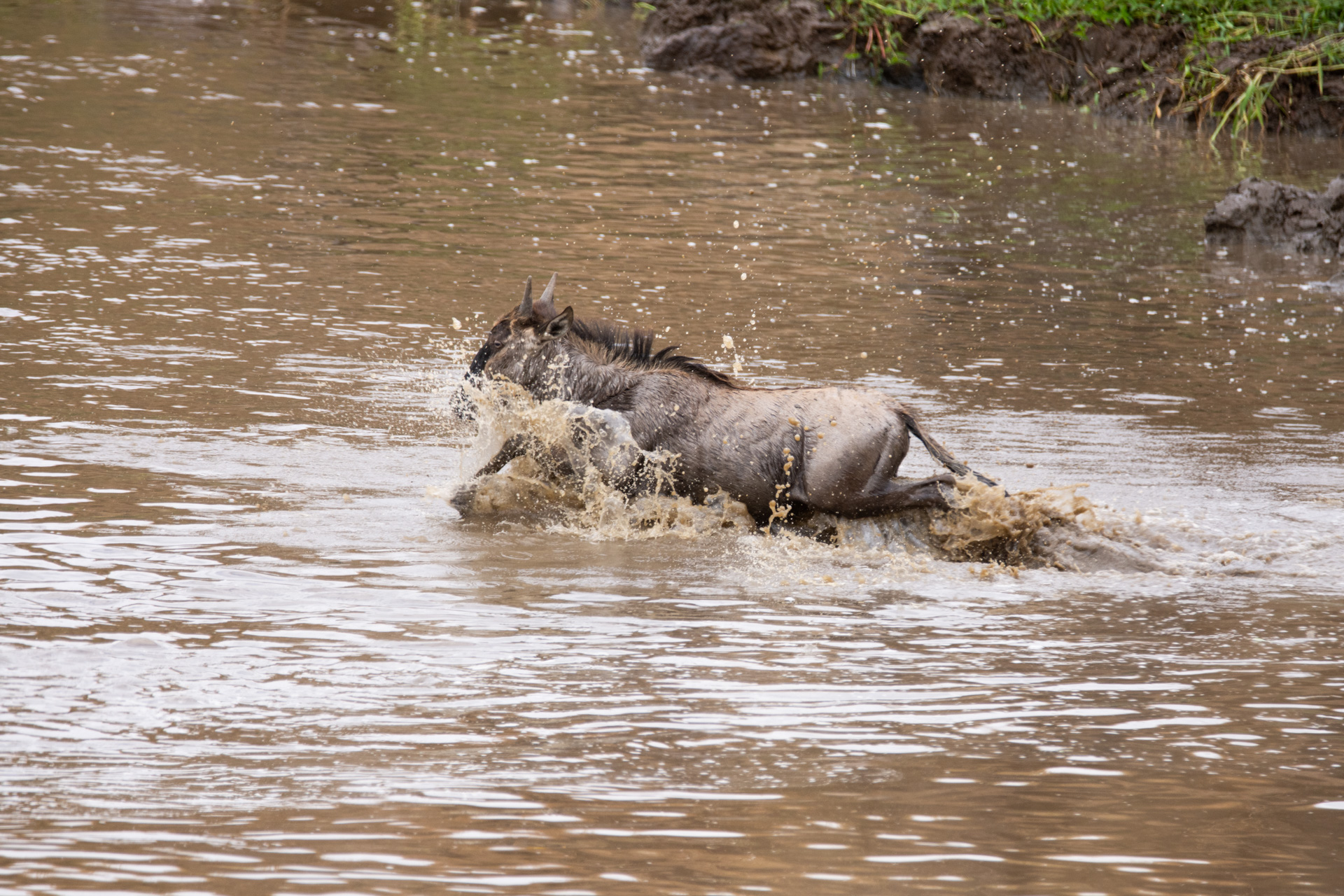 Wildebeest croc