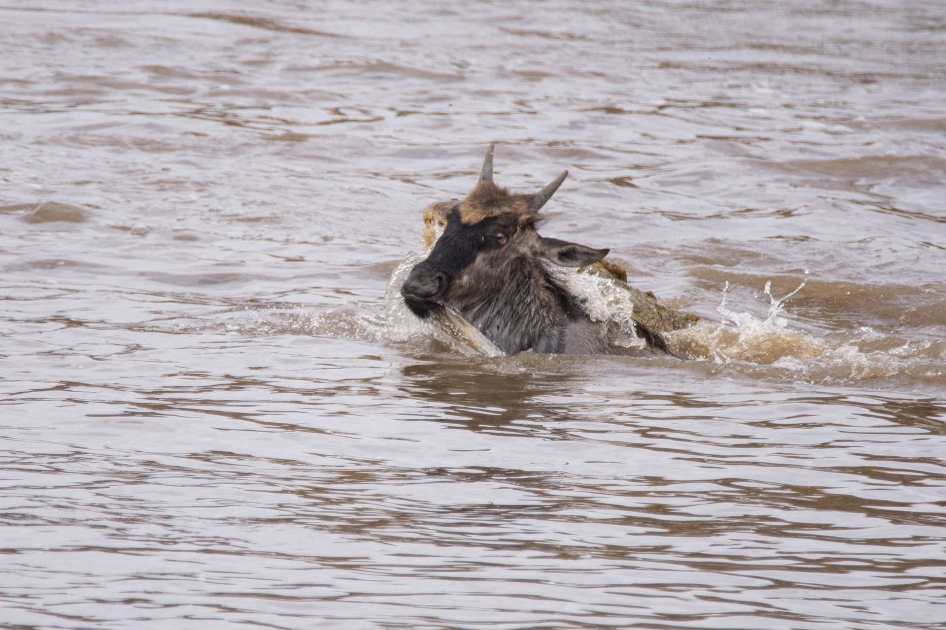 Wilde swimming croc