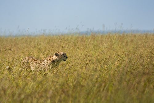 One of the Boarder Brothers captured in the tall grass