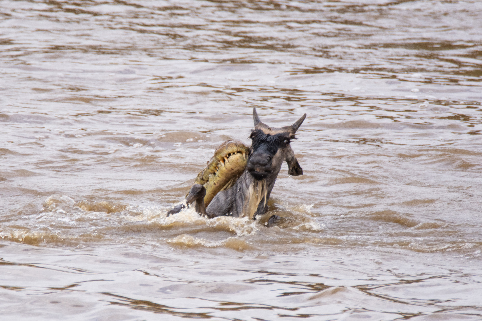 Wilde croc river