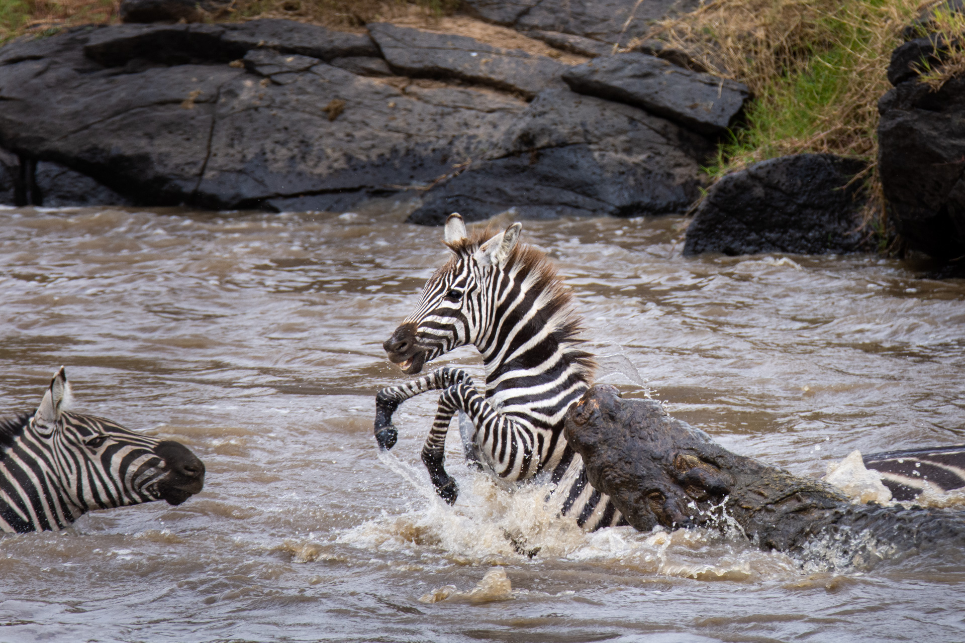 Zebra baby and croc 