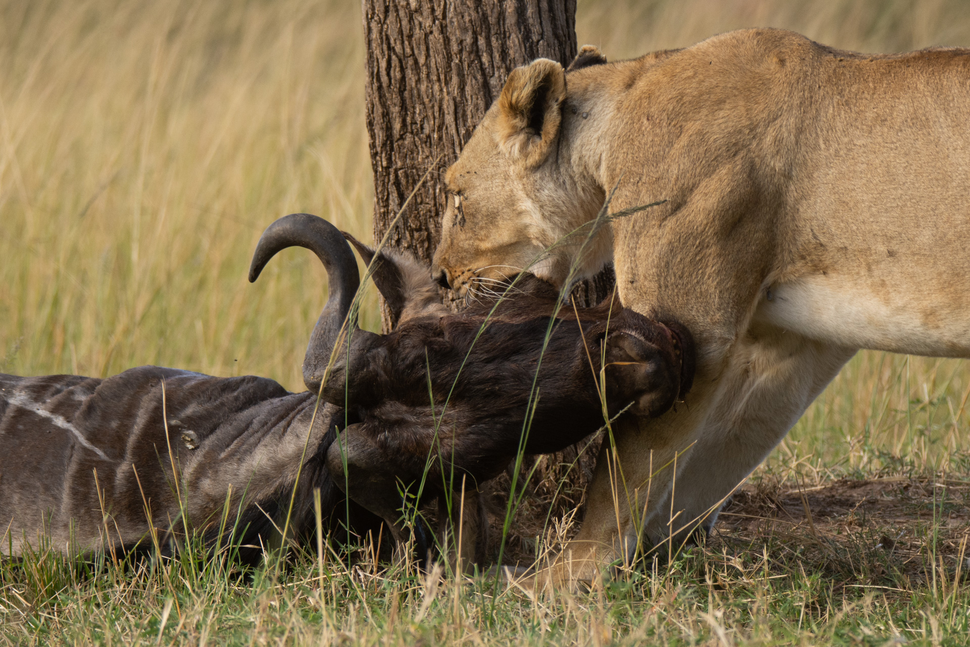 Lioness dragging wildebeest
