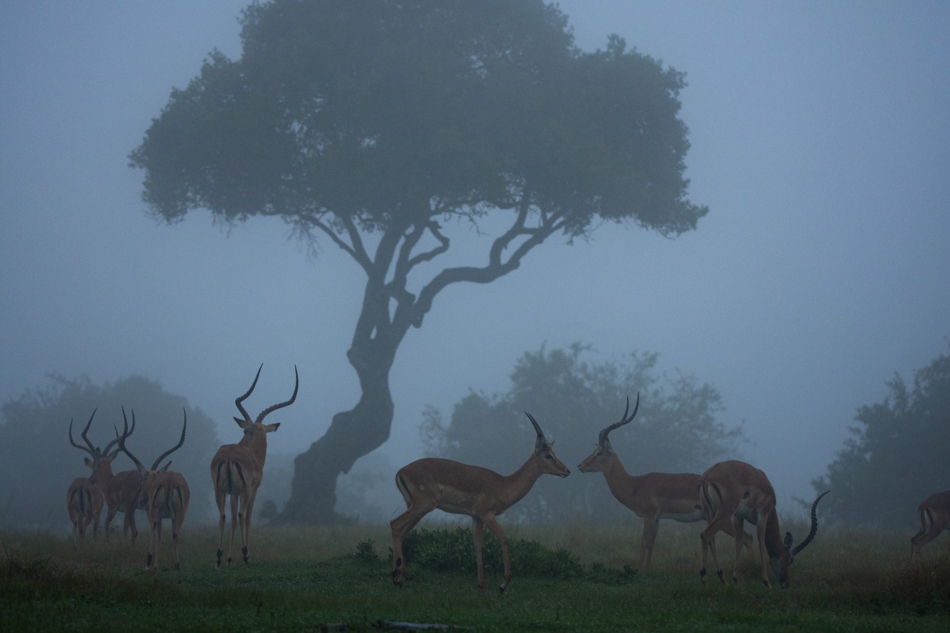 Impalas in the mist