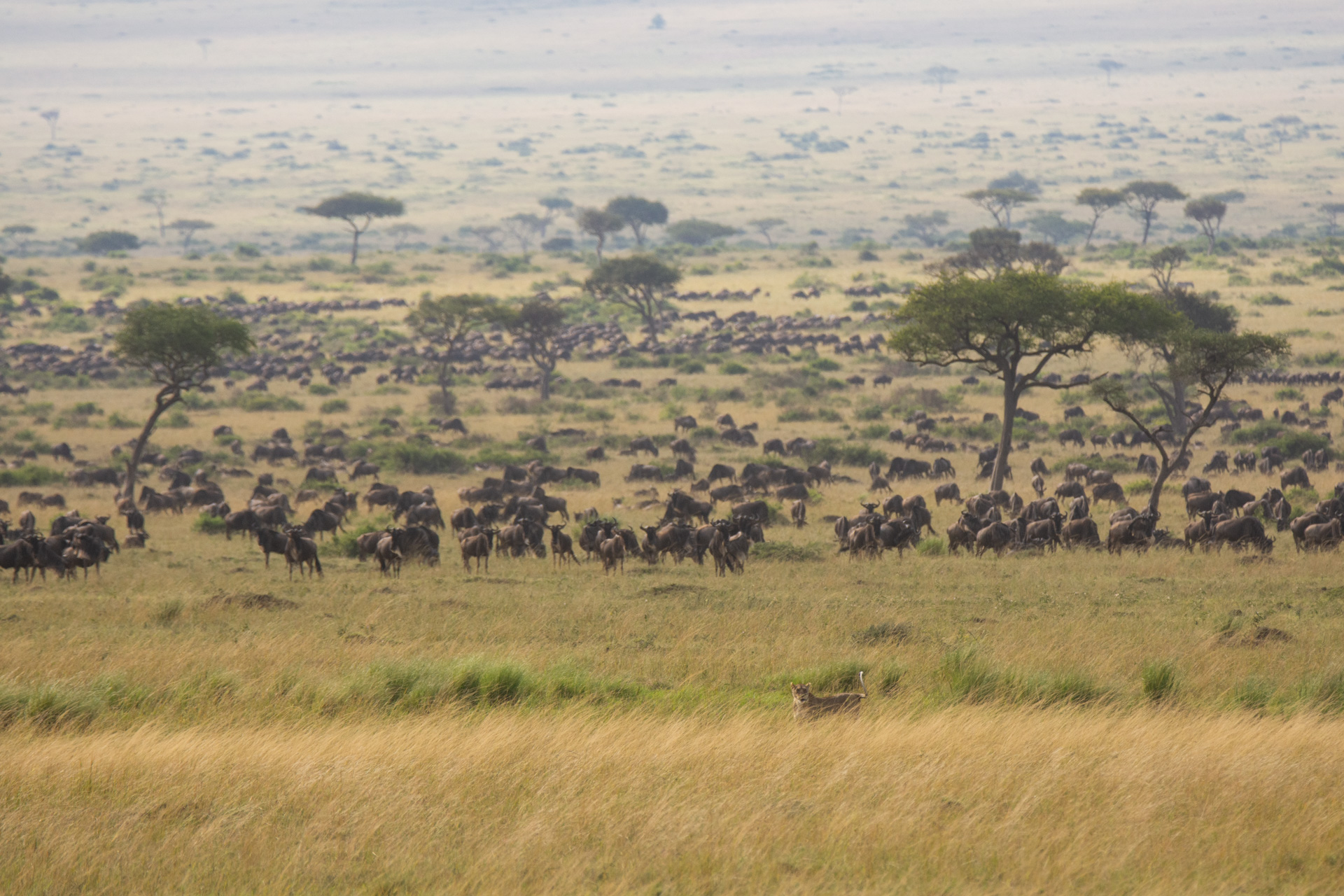 Lioness and wildebeests