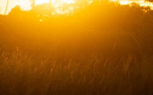 Elephant at first light