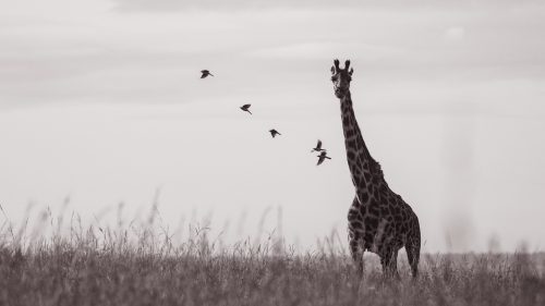 A beautiful line of ox-peckers fly off of a giraffe as it makes a move