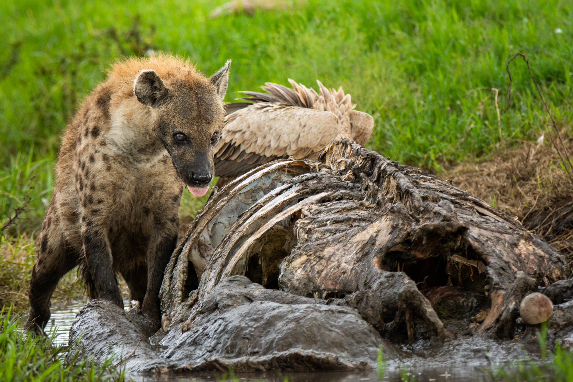 Hyenas and carcass