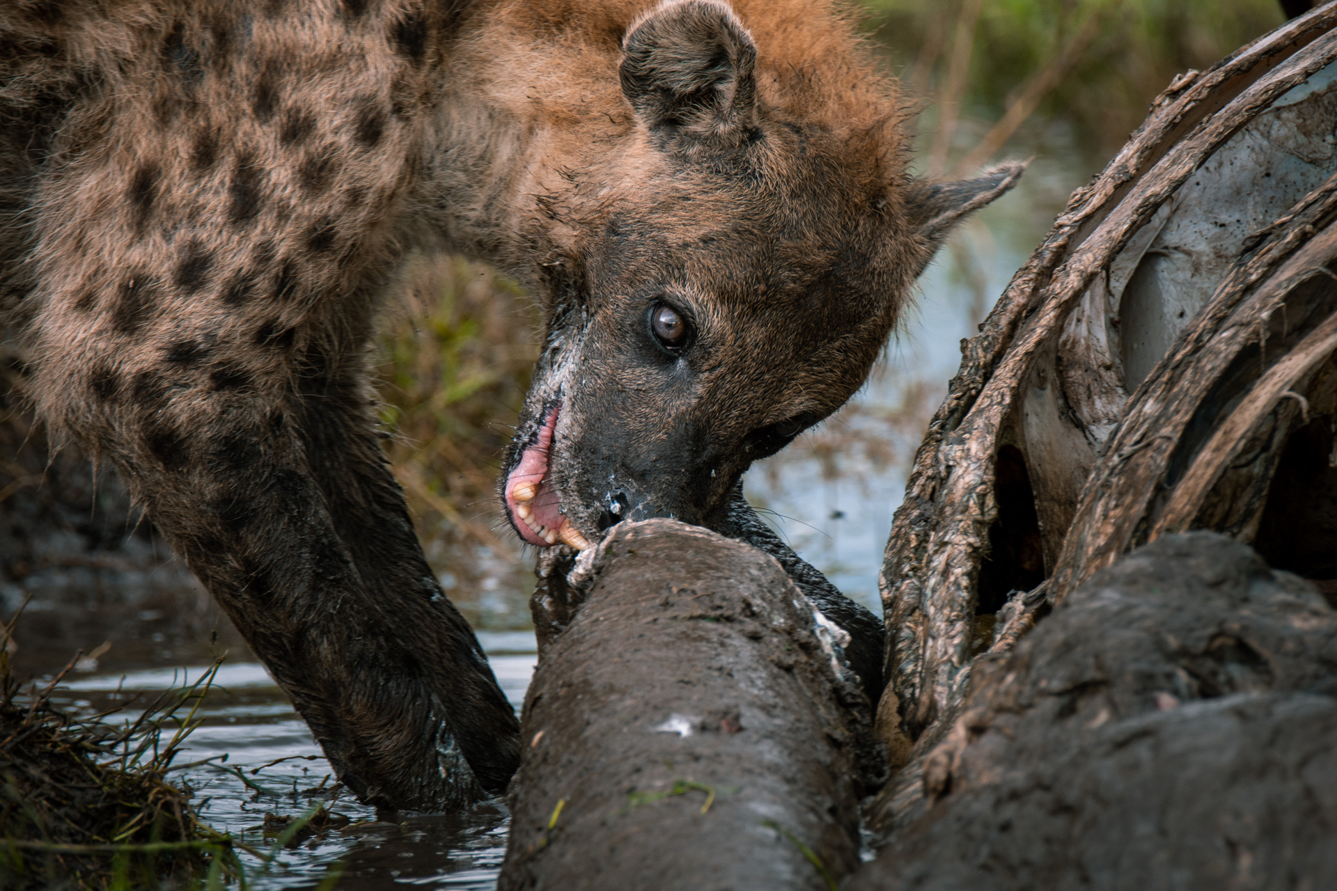 Hyena and hippo carcass