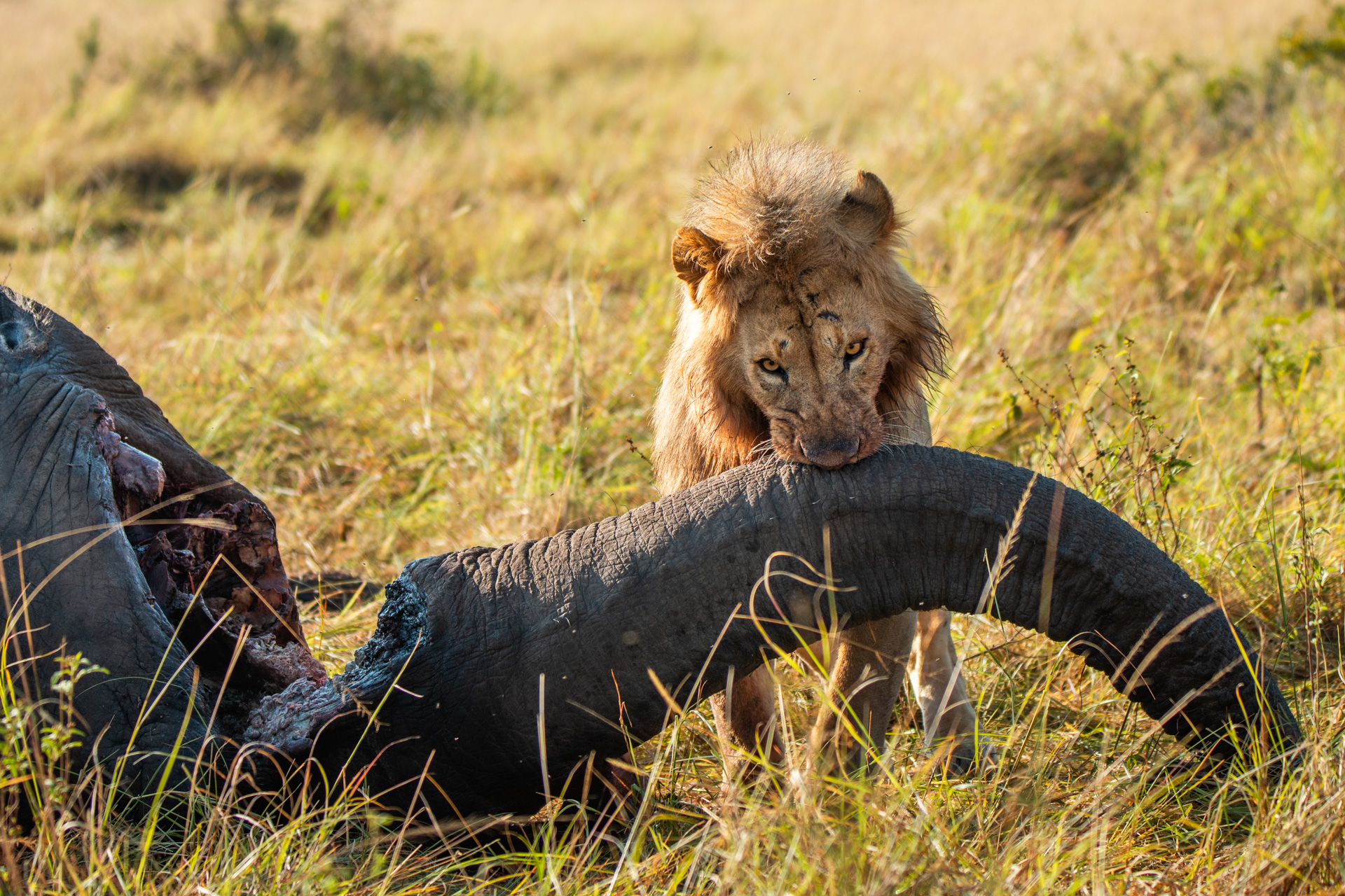 Lion and elephant trunk 