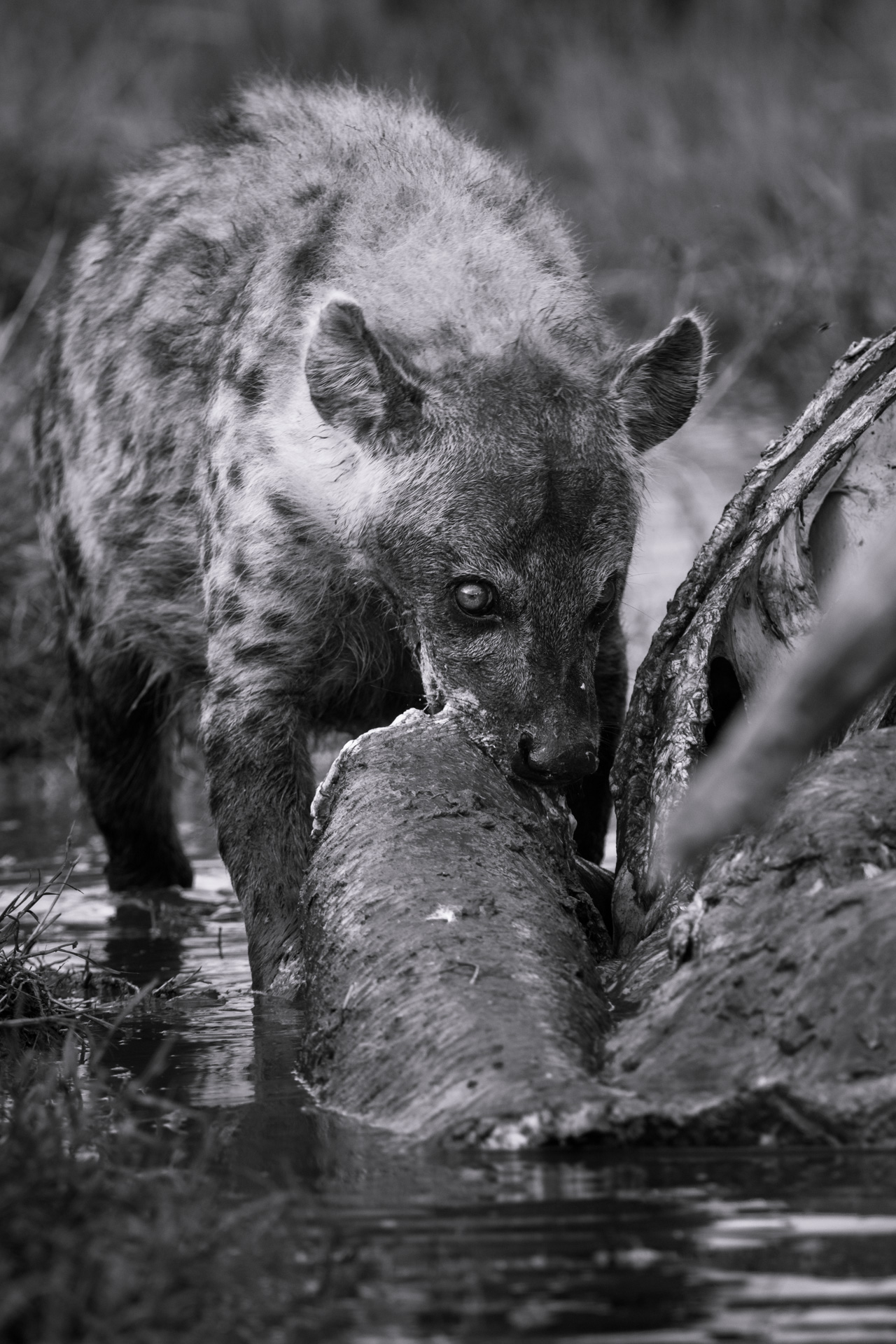 Hyena eating black and white