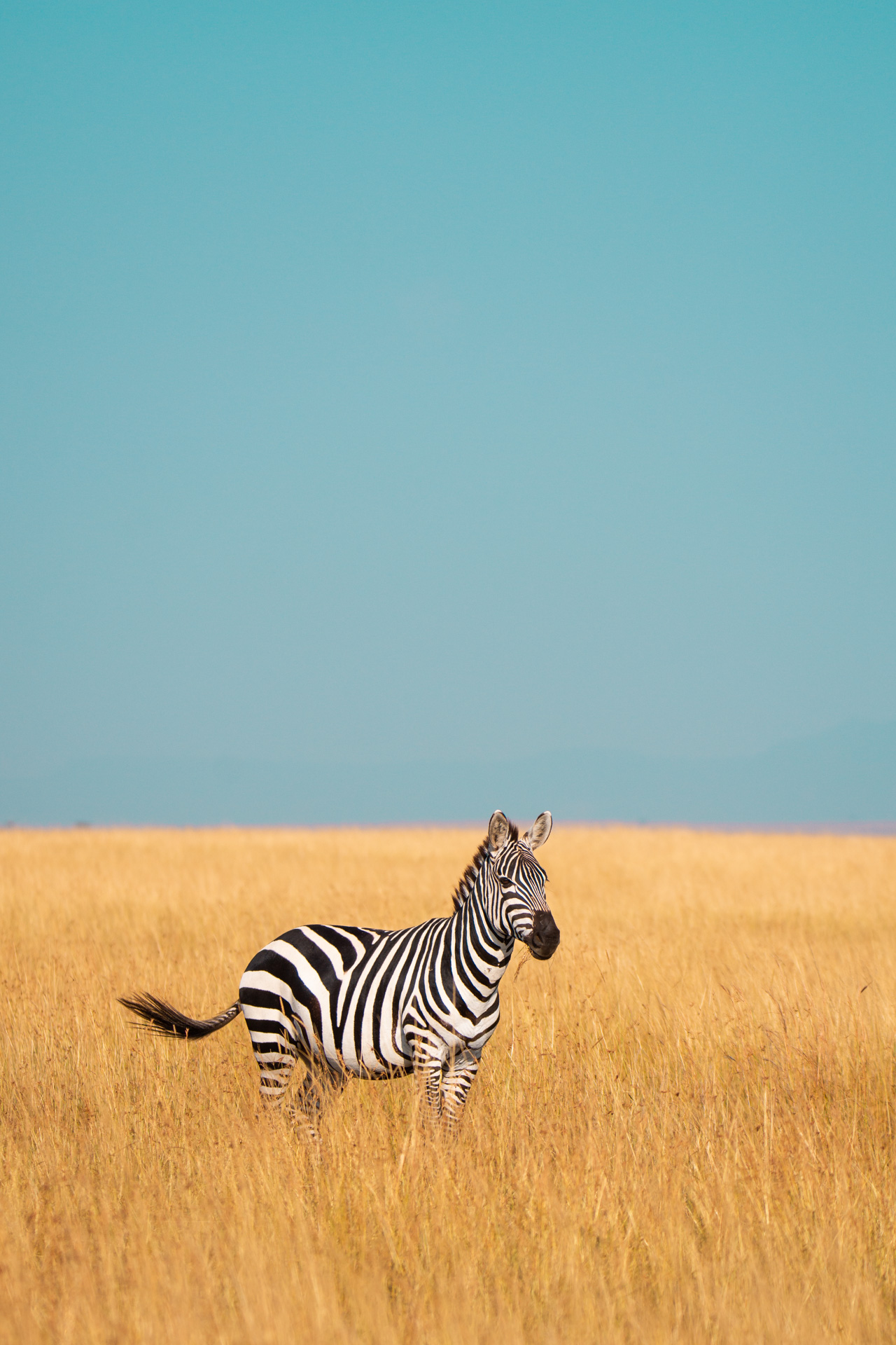 Lone zebra