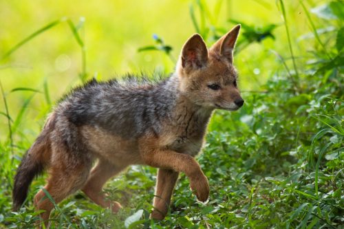 The sweetest pup in the Mara