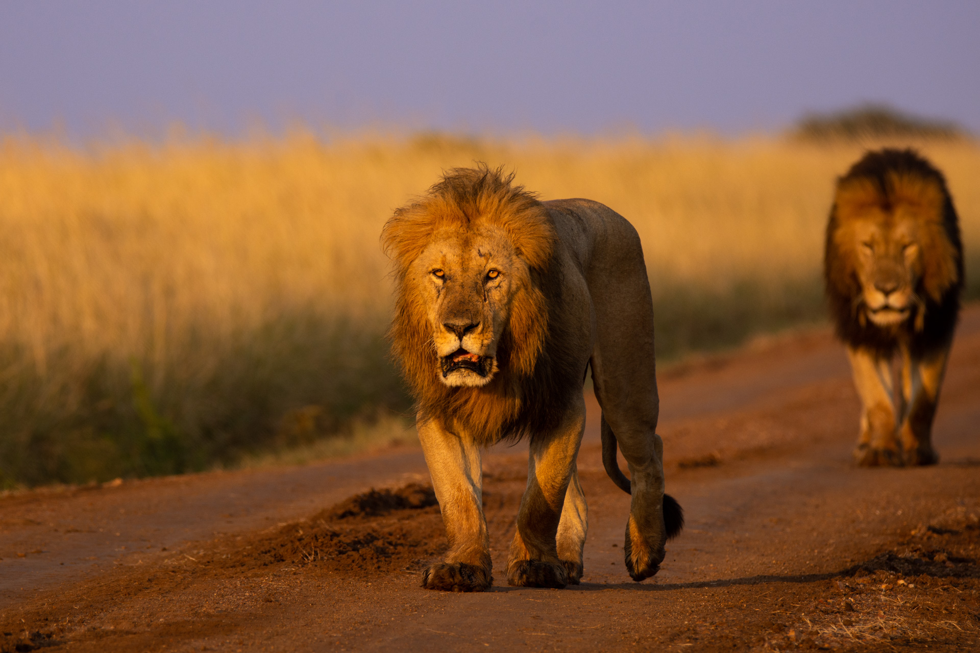 Two male lions