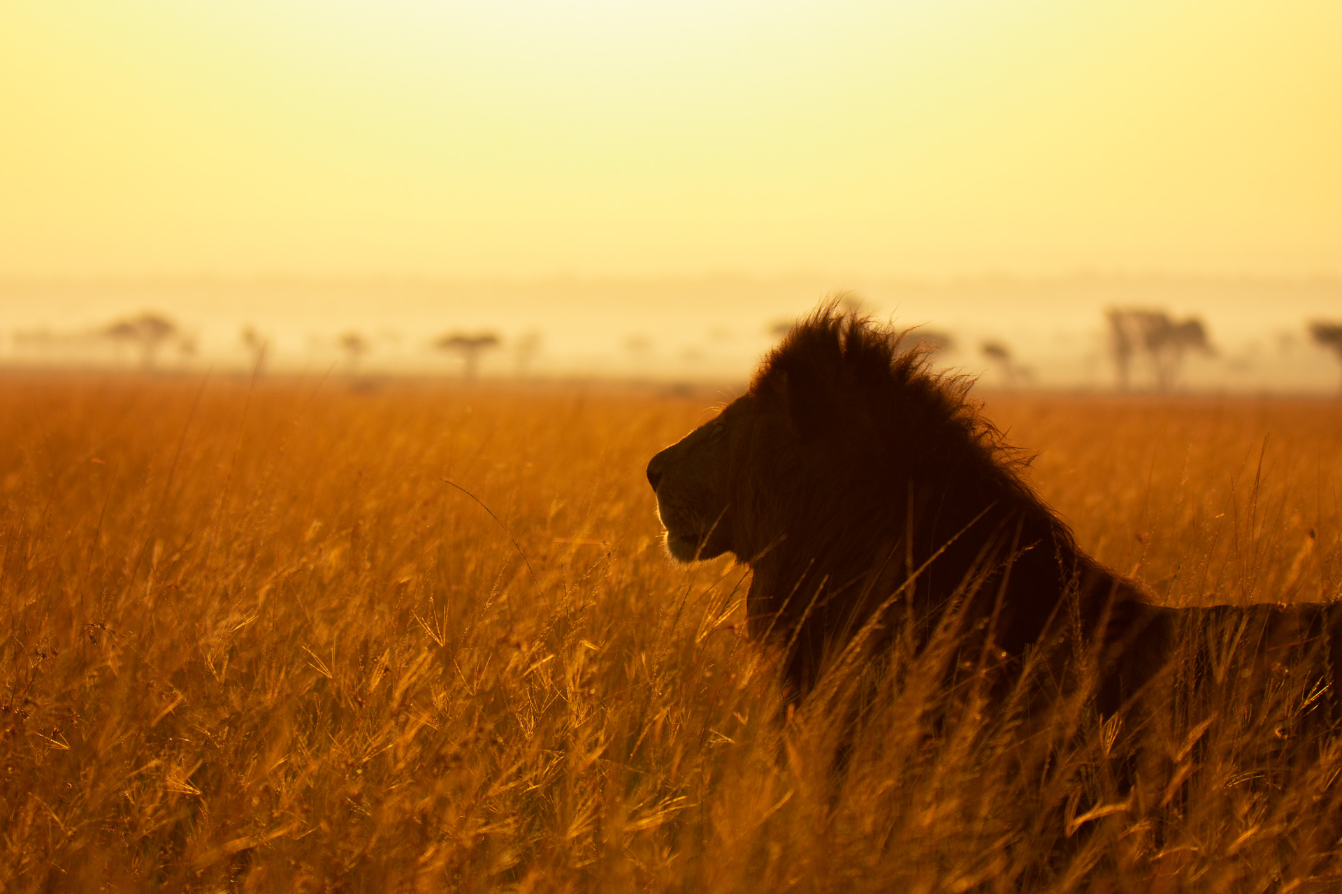 Lion Silouette