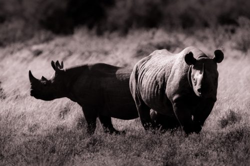 A pair of black rhino photographed in black and white - Jeffrey Thige
