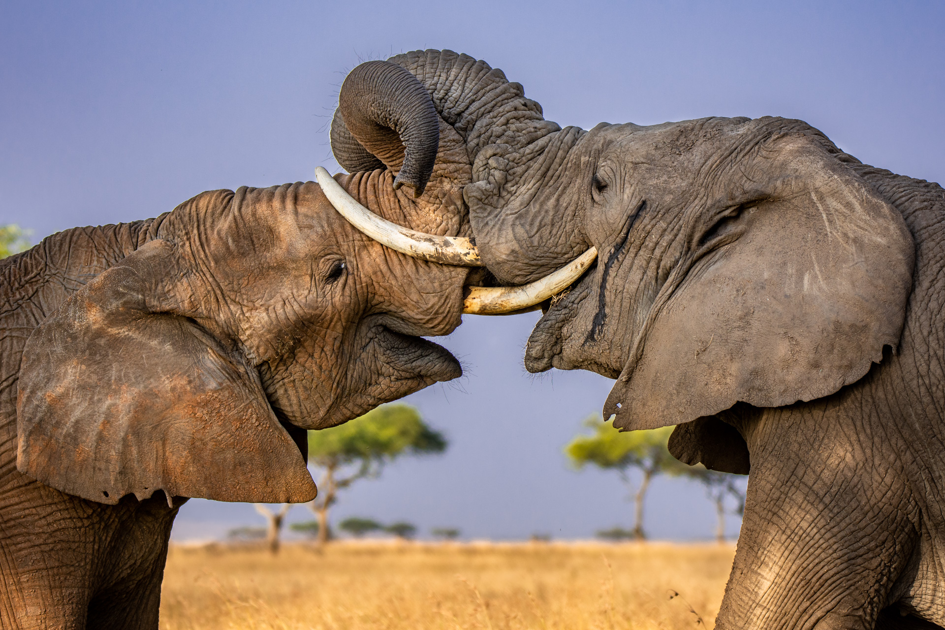 Elephant wrestle