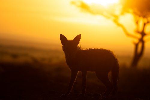 A jackal at sunrise