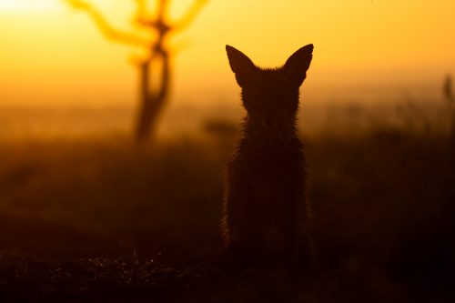 A jackal observes me as I captured the shot 