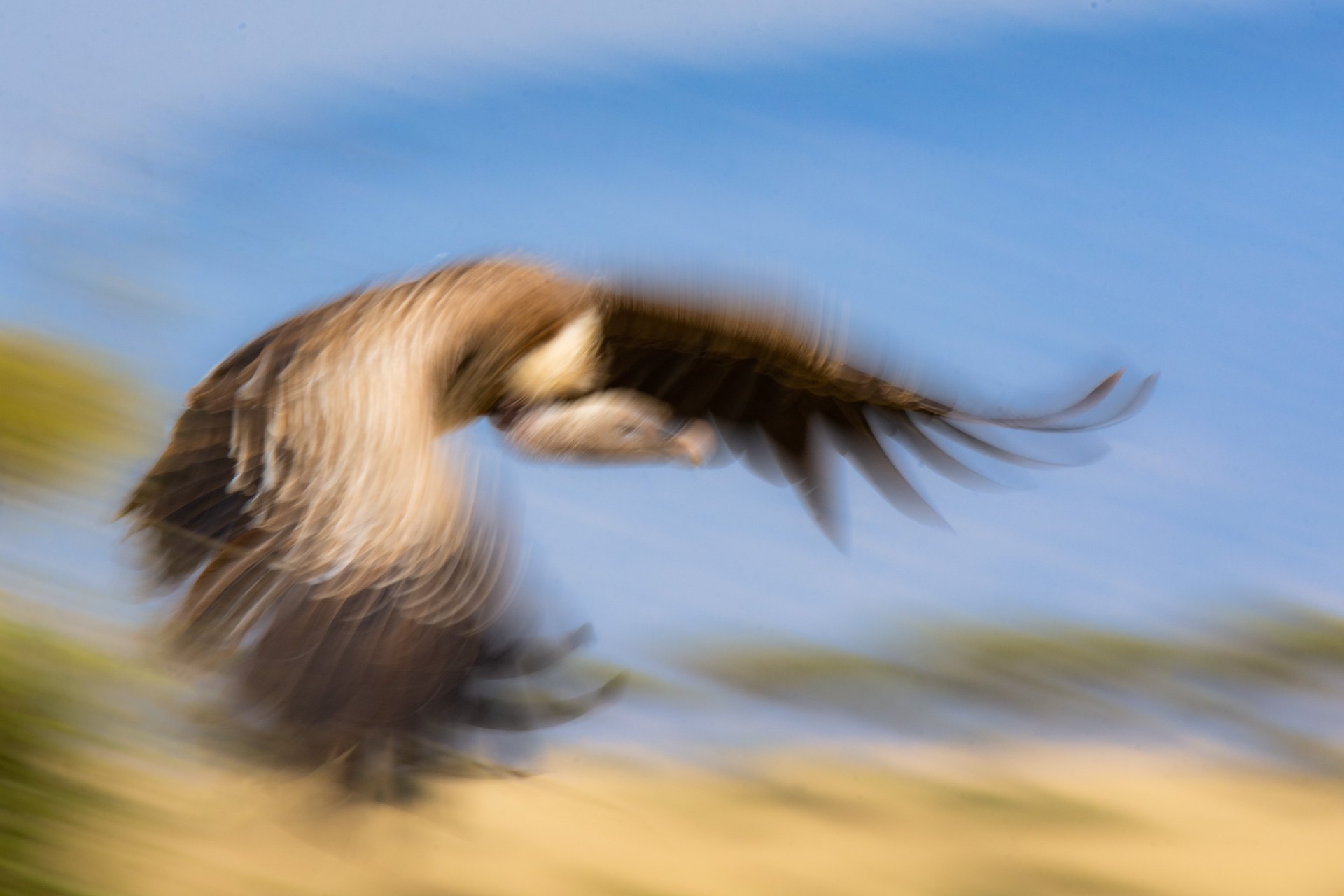 Vulture in flight blur