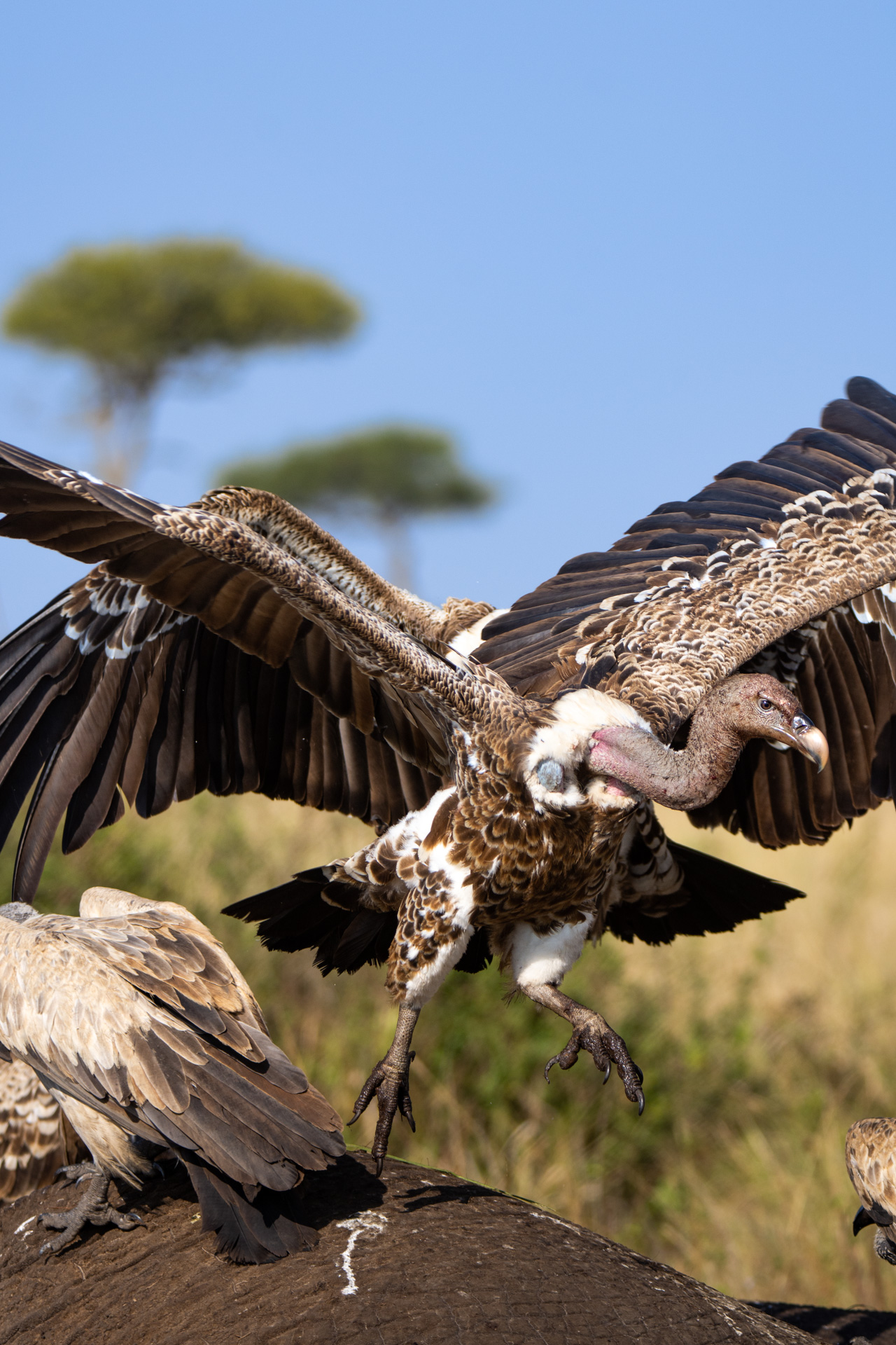 Vulture taking off