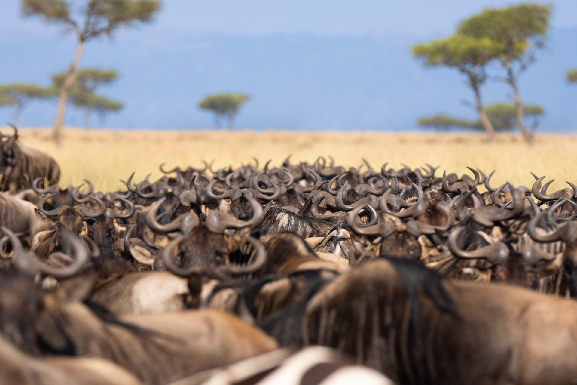 Wildebeest horns