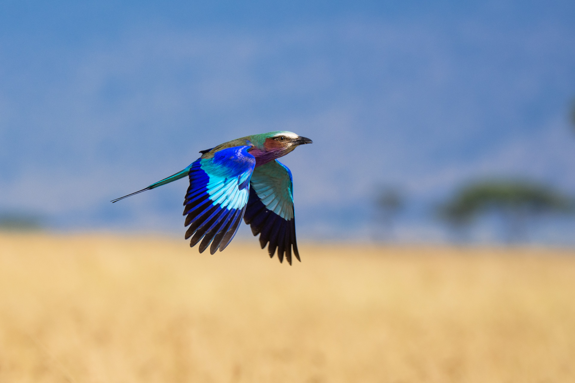 lilac breasted roller