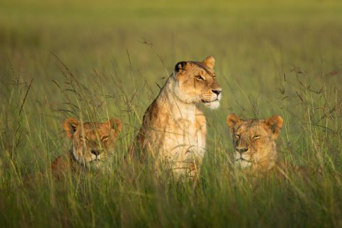 The Serena Pride lionesses enjoying a morning snooze