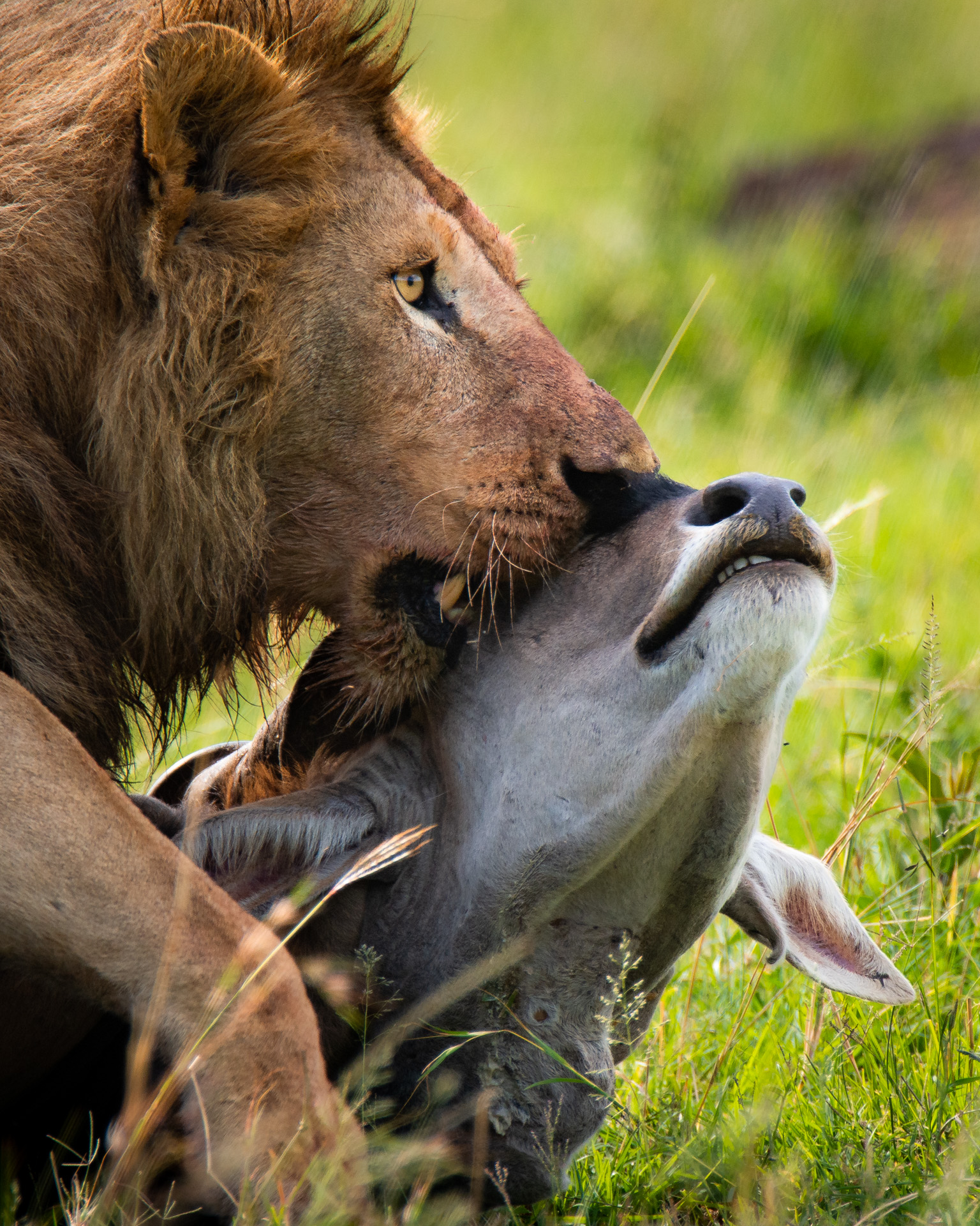 Lion and eland