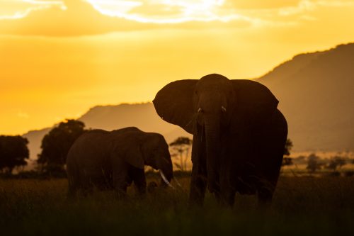 A herd of elephant silhouetted by the sunset