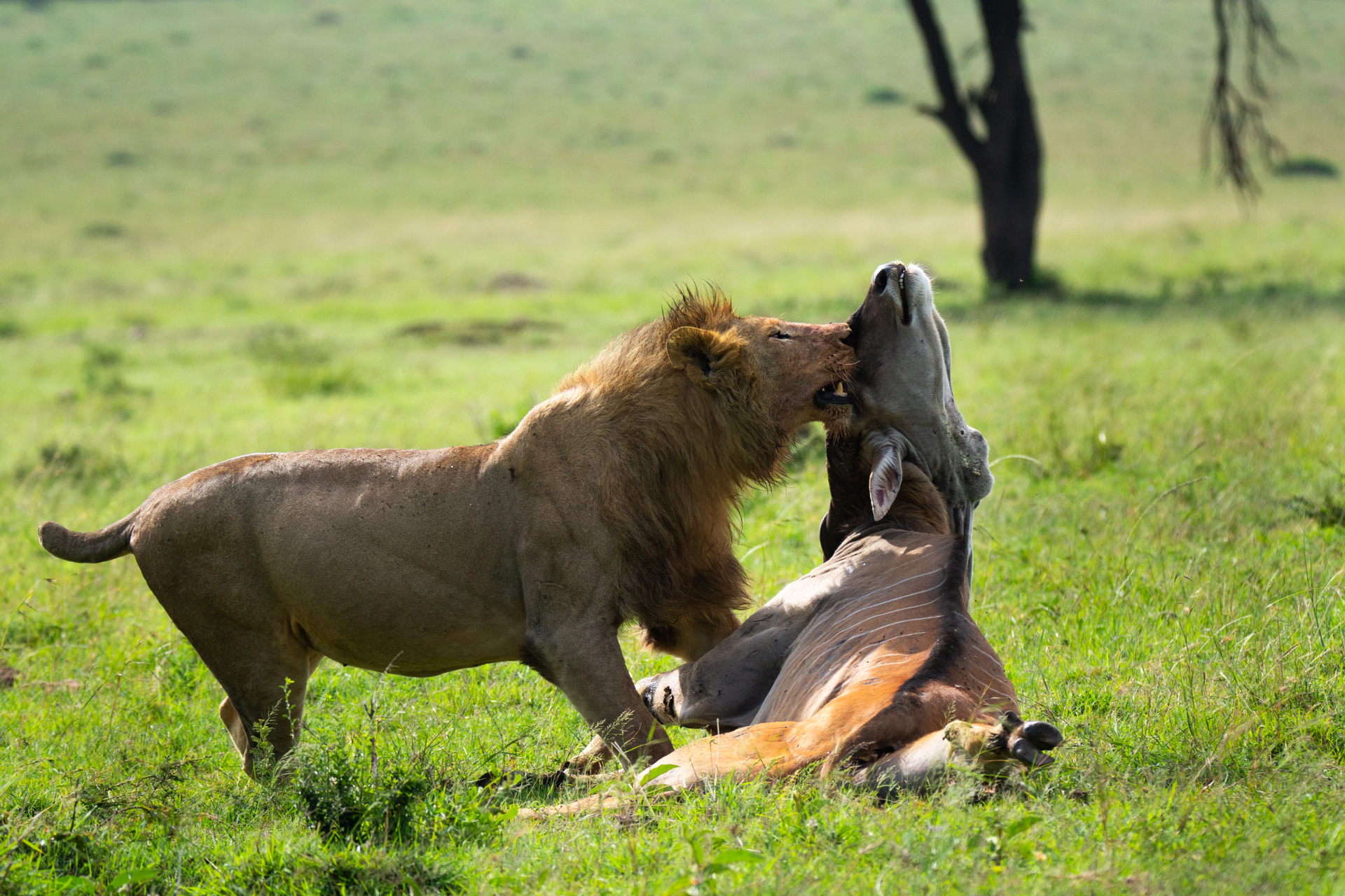 Lion and eland wide