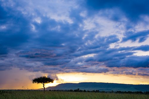 A lone ballanite tree in the midst of a dramatic Mara sunset 