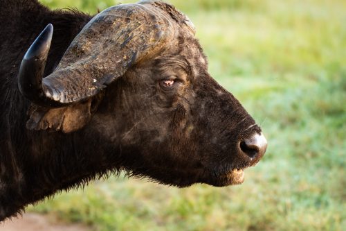 Old, blind male buffalo is completely dependent on those around him for his safety