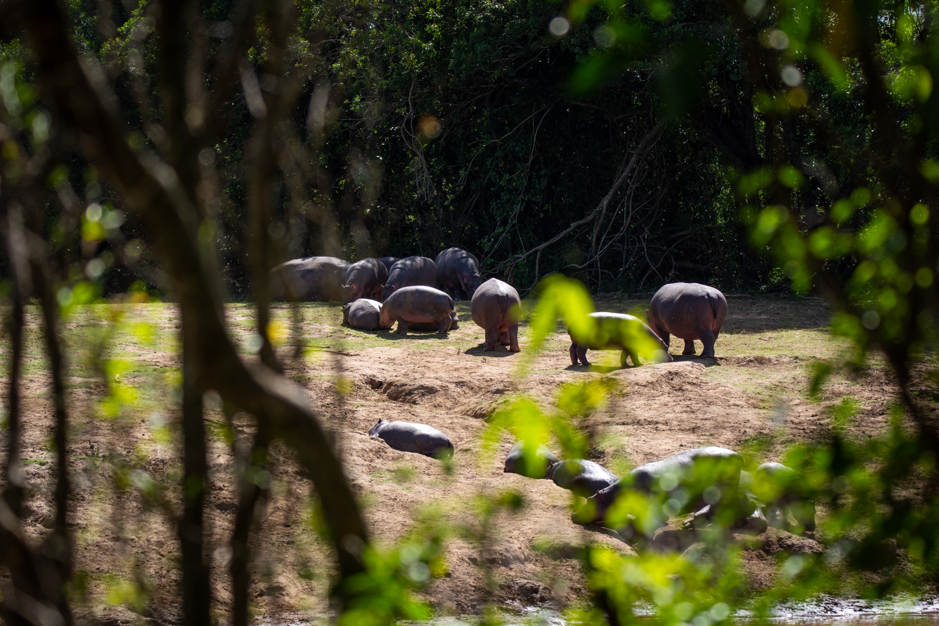 Hippos