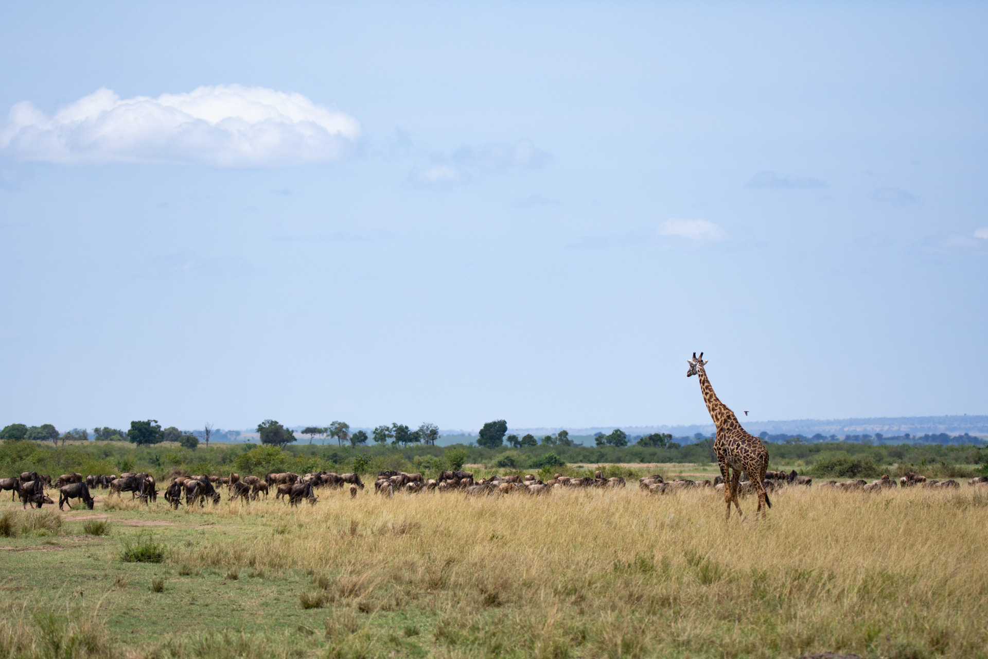 giraffe and wildebeests