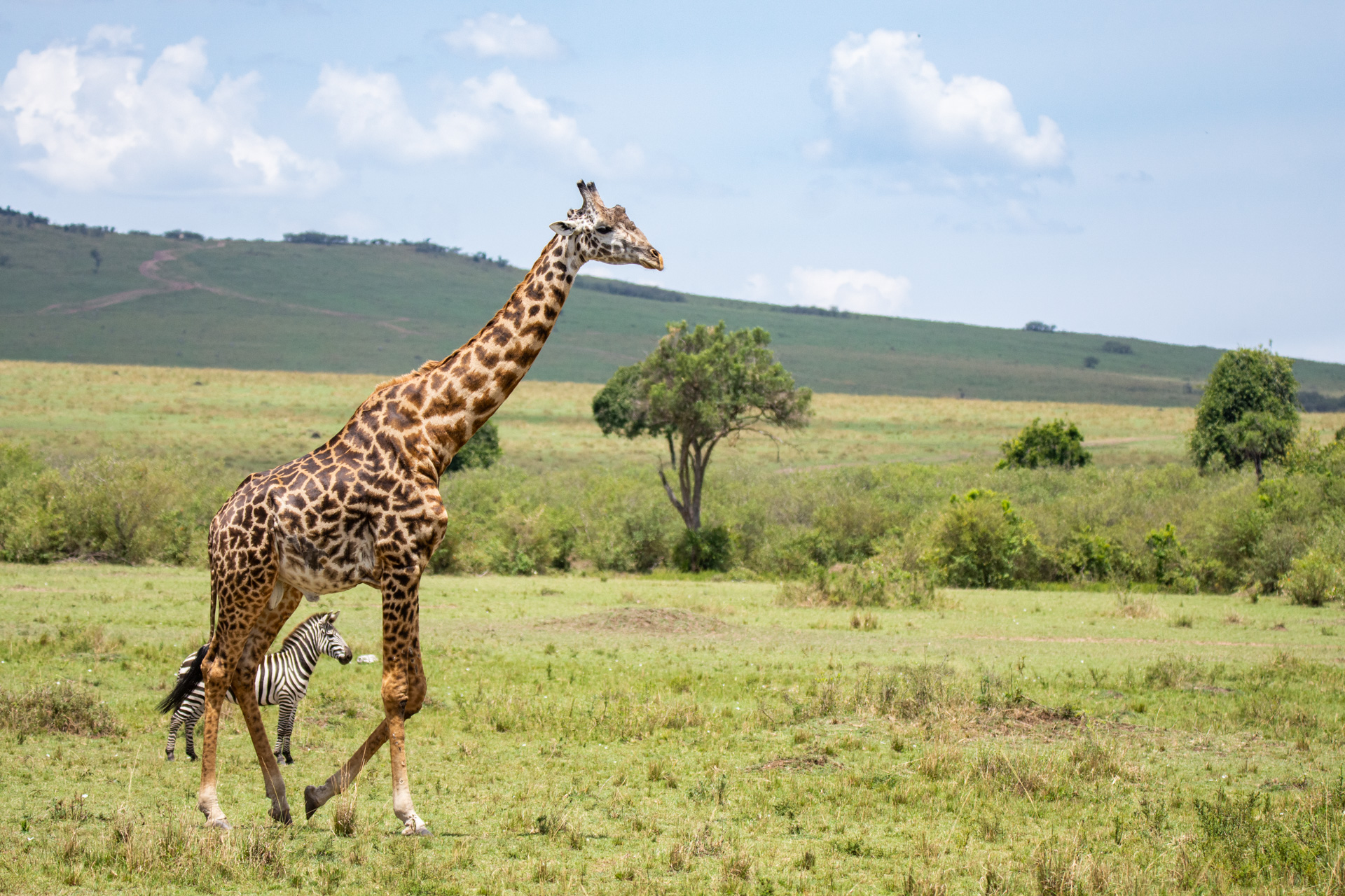 Giraffe running and zebra between it's legs