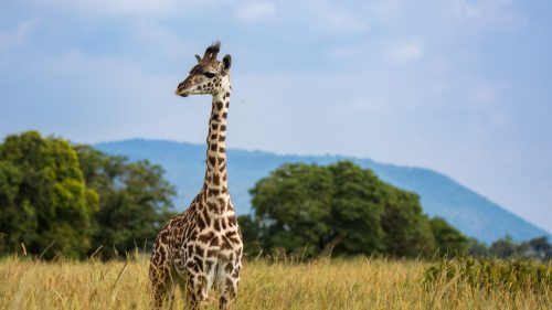 A young giraffe poses for the camera