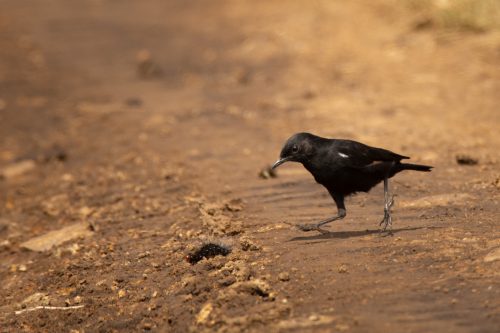 A sooty chat catches a caterpillar