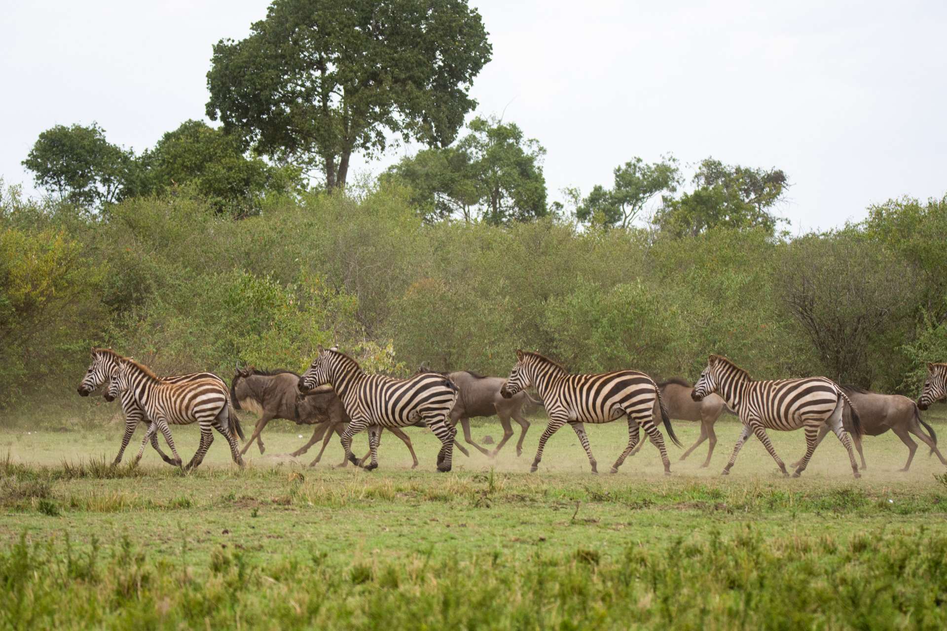 Zebra on the move