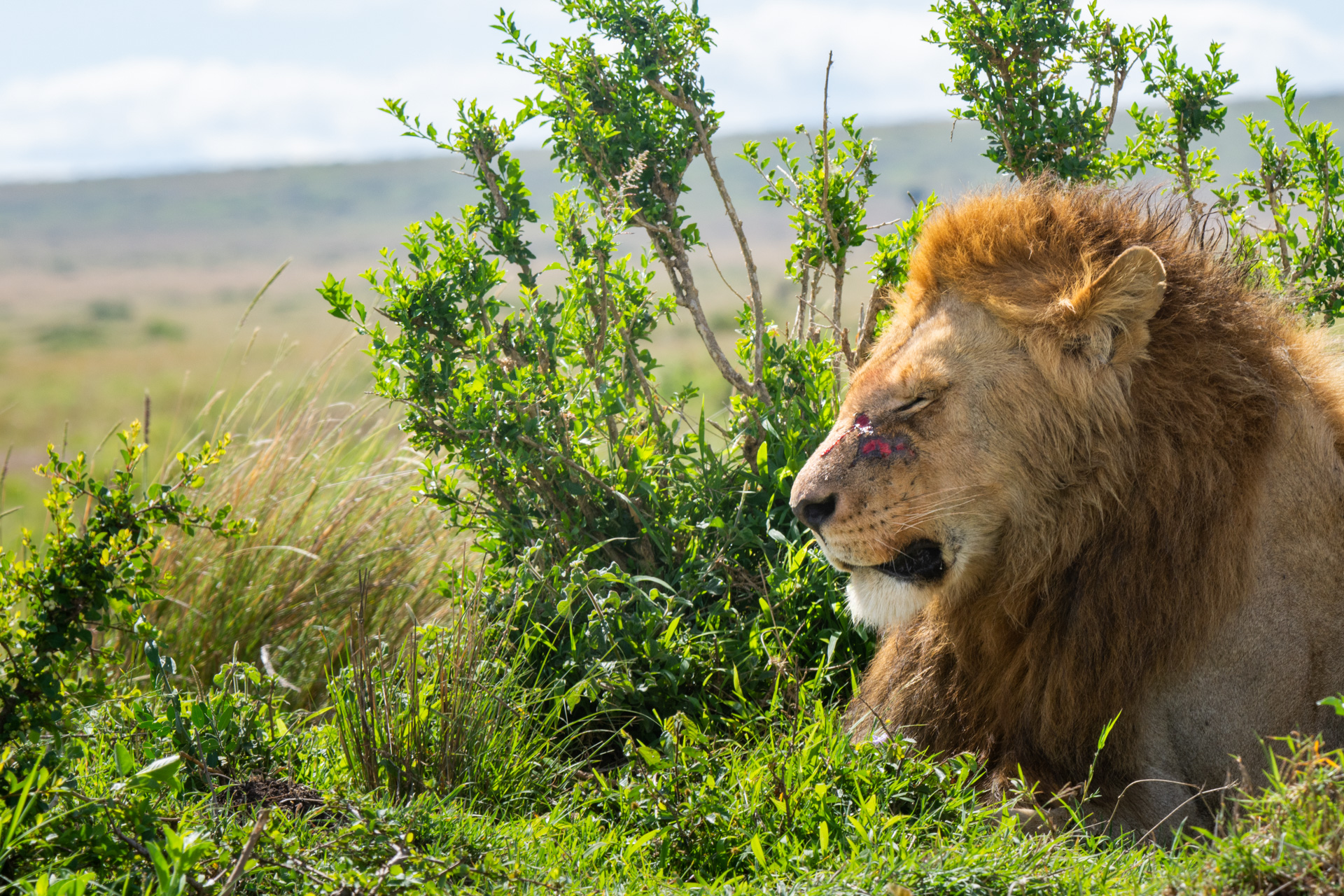 lion face