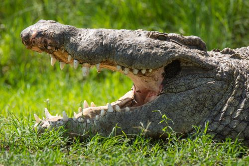 Perhaps the biggest crocodile in the Mara