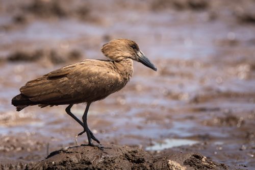 The hammerhead heron, more commonly known as the hamerkop