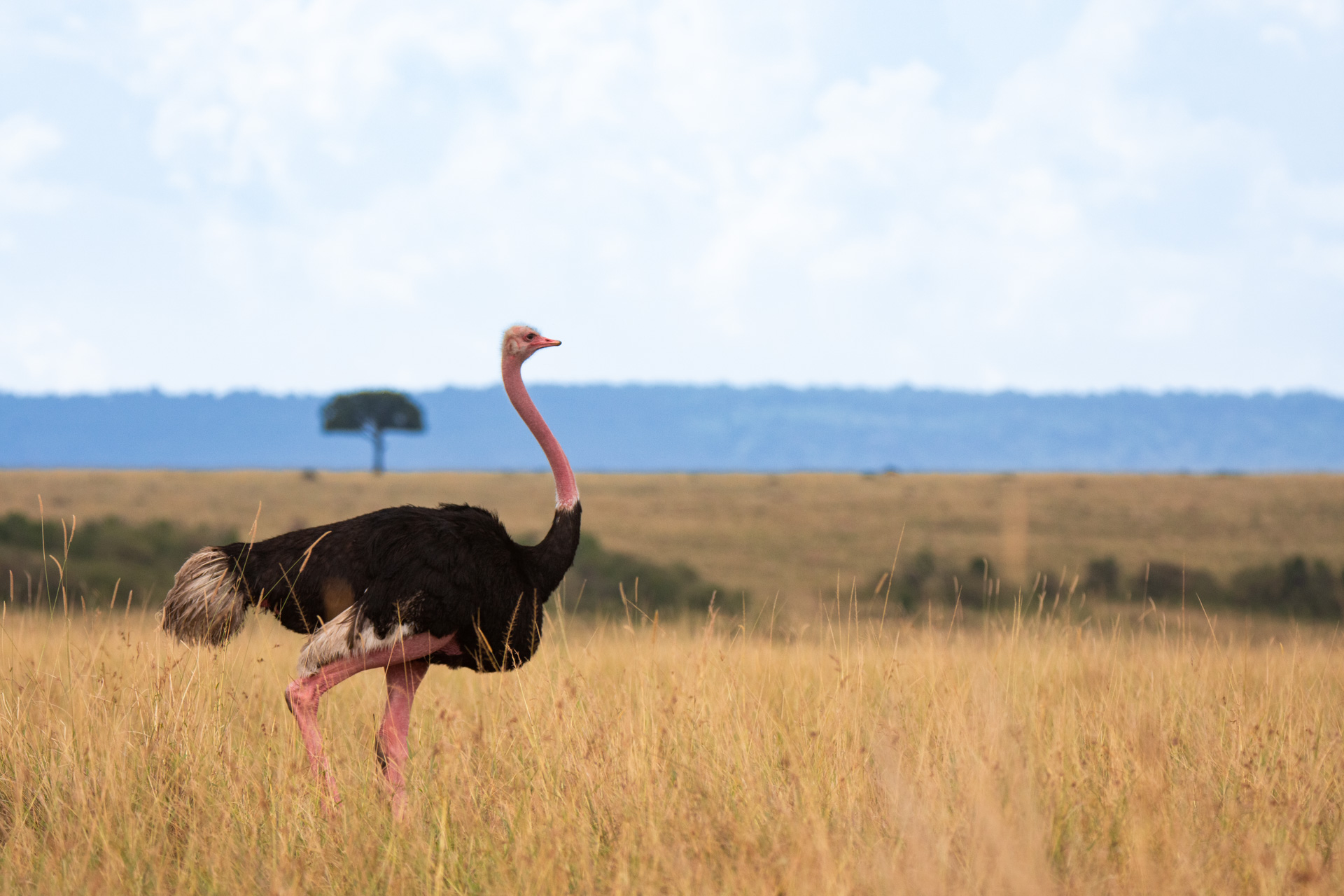 Ostrich