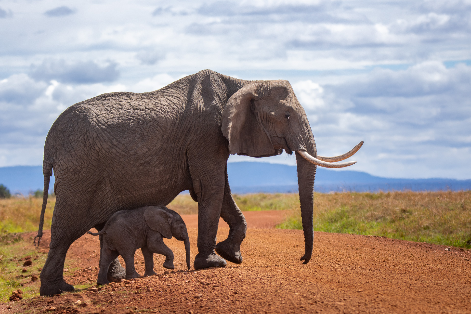 Elephant and calf