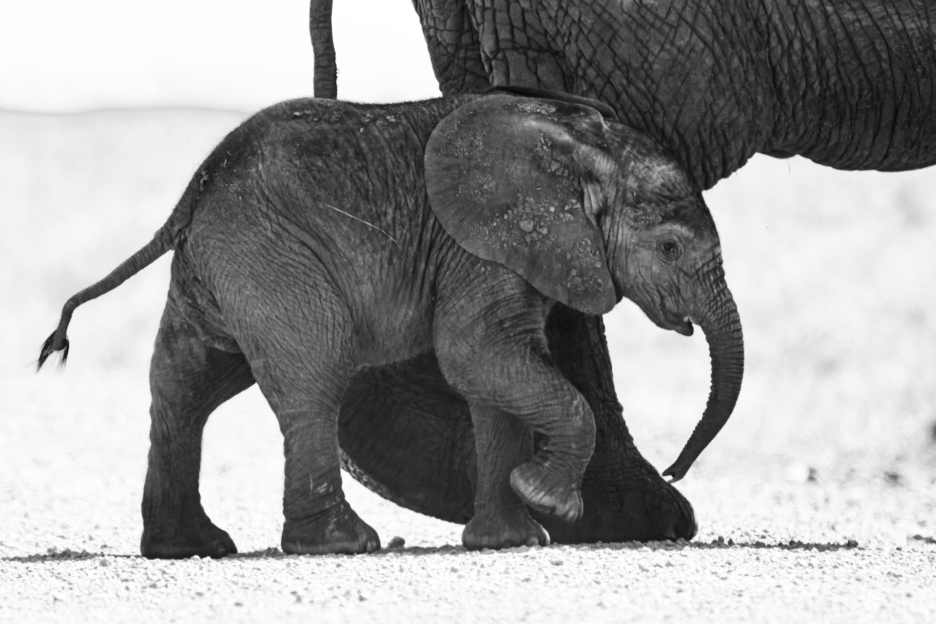 Elephant calf black and white