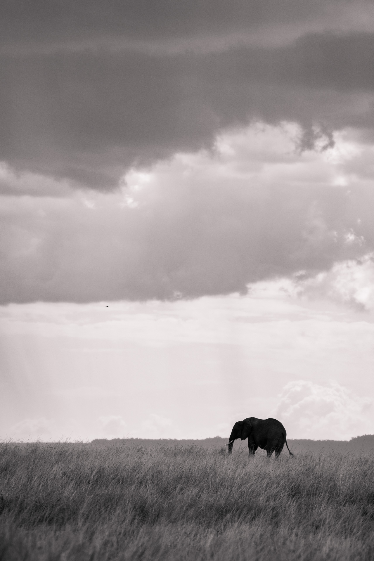 Black and white elephant in the distance